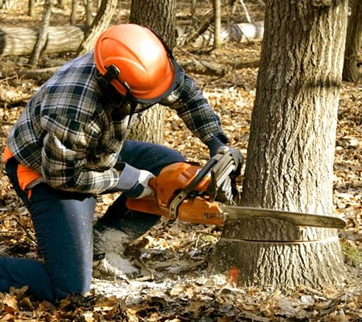 Tree Removal in Clinton, OH